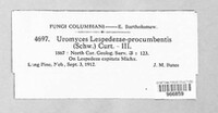 Uromyces lespedezae-procumbentis image